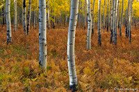 Fall Colors 29, CO