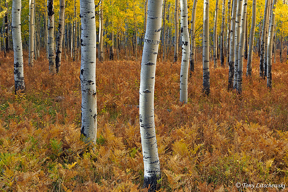 Fall Colors 29, CO