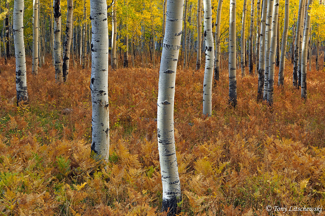Fall Colors 29, CO