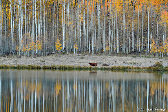 Fall Colors 48, CO