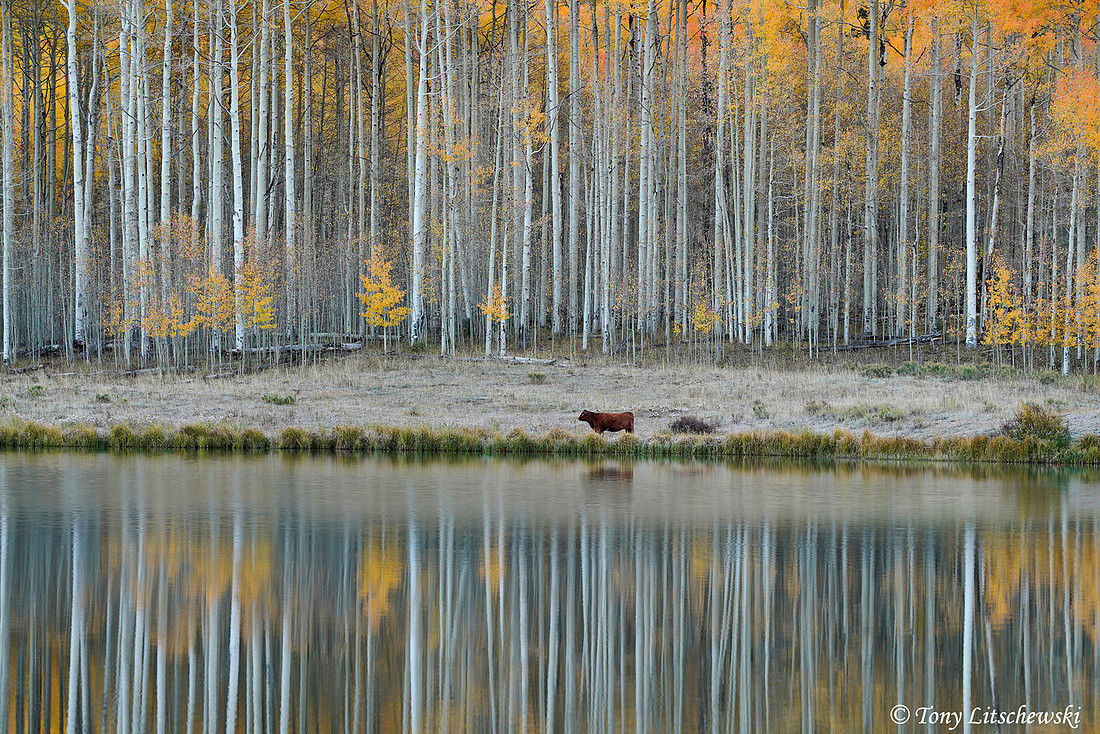 Fall Colors 48, CO
