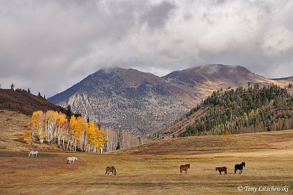 Fall Colors 64, CO