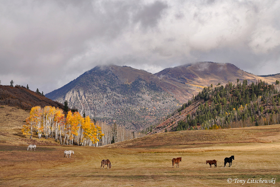 Fall Colors 64, CO