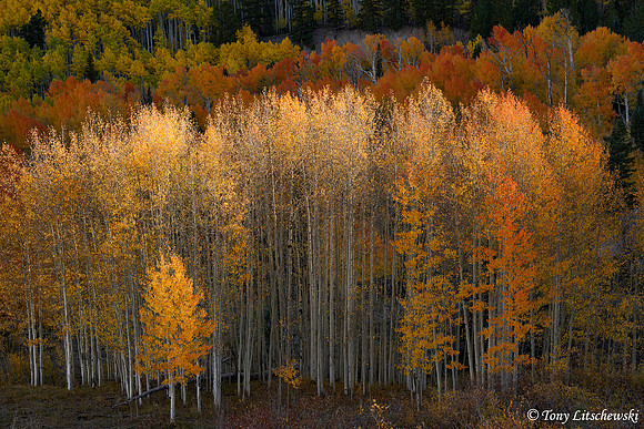 Fall Colors 55, CO
