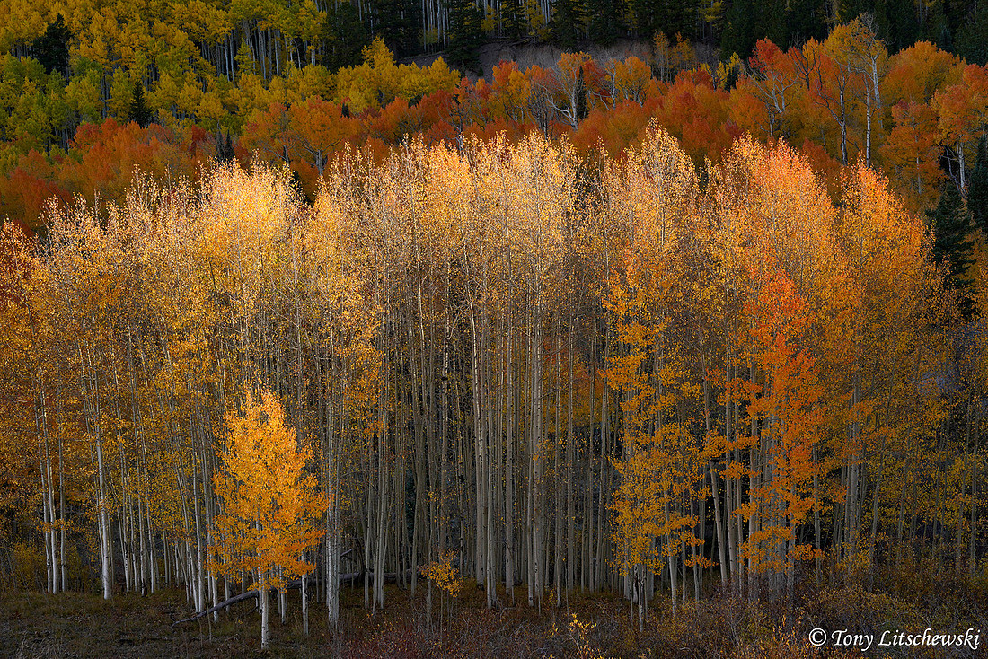 Fall Colors 55, CO
