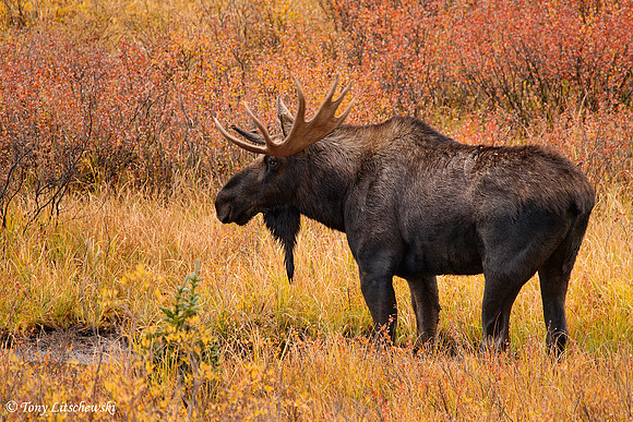 Moose 1, CO