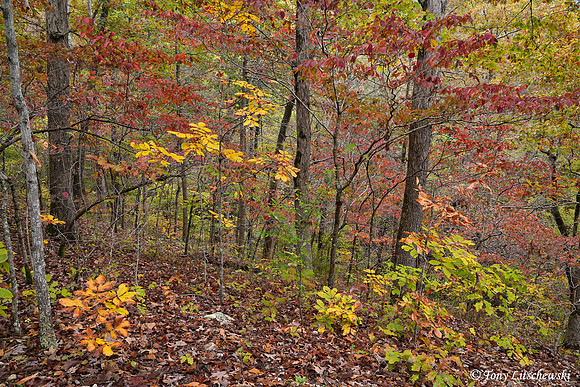MO, Grand Gulf State Park 1