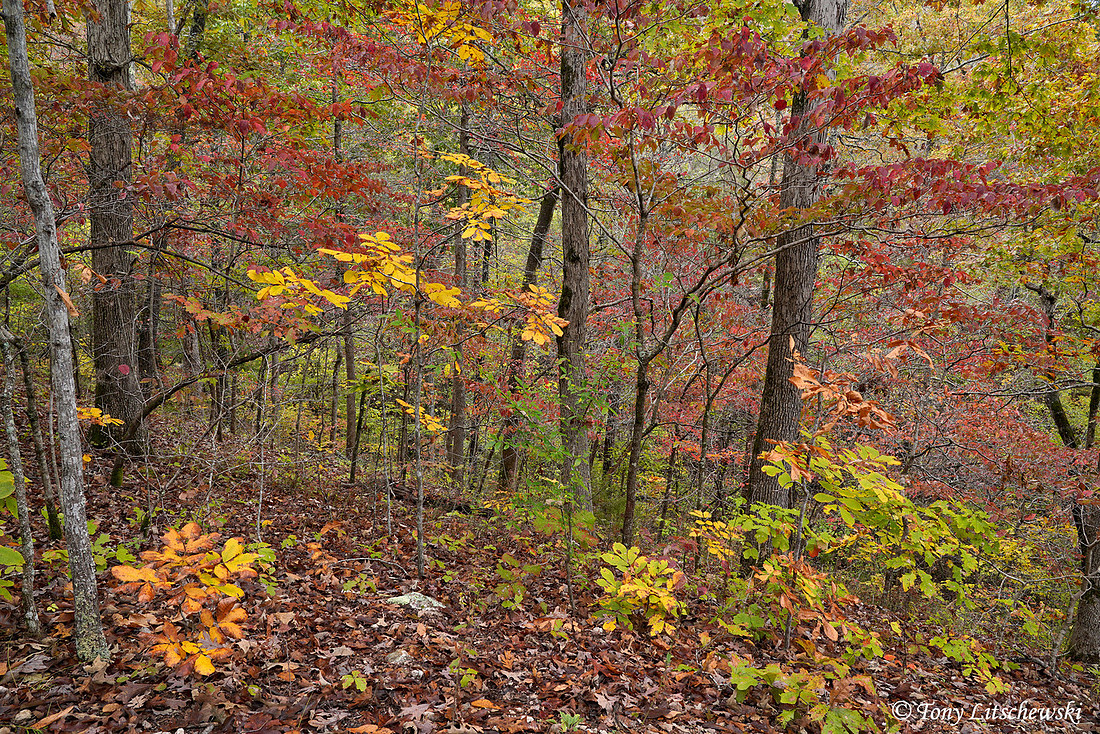 MO, Grand Gulf State Park 1