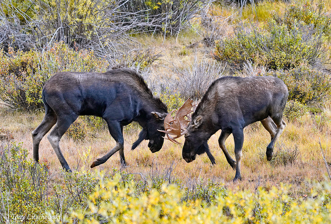 Moose battle, CO