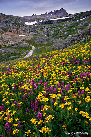 San Juan wildflowers 6, CO