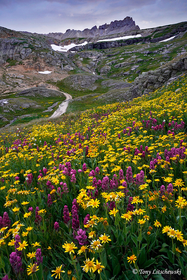 San Juan wildflowers 6, CO