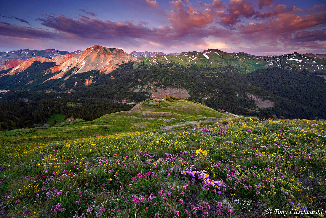 San Juan wildflowers 10, CO