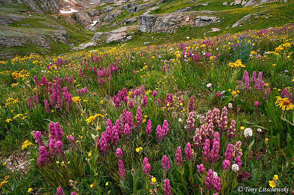 San Juan wildflowers 3, CO