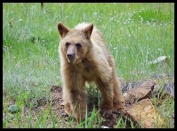 Bear 2