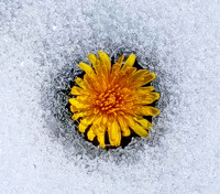 Dandelion