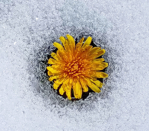 Dandelion