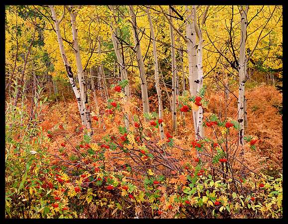 Berries, Ferns, and Aspen (P201)