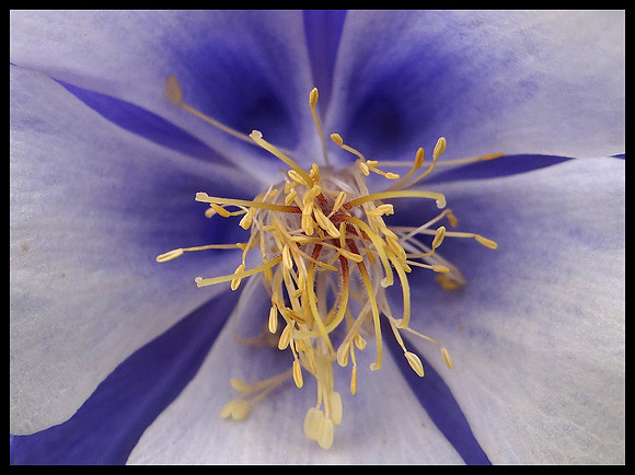 Columbine 1