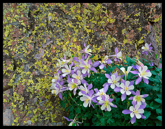 Columbine and Lichen (P40)