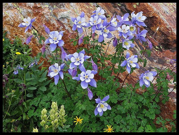 Columbine and rock