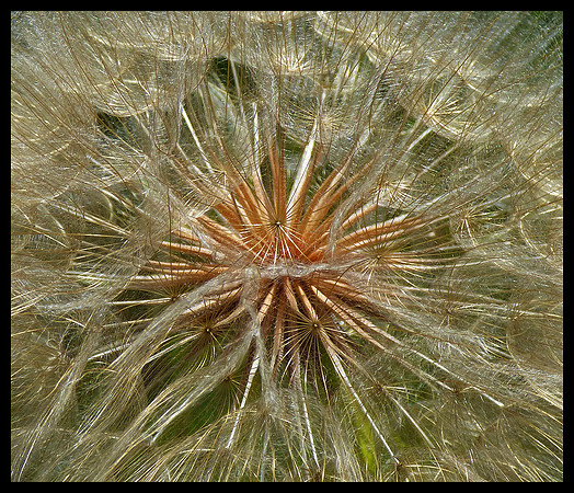 Dandelion