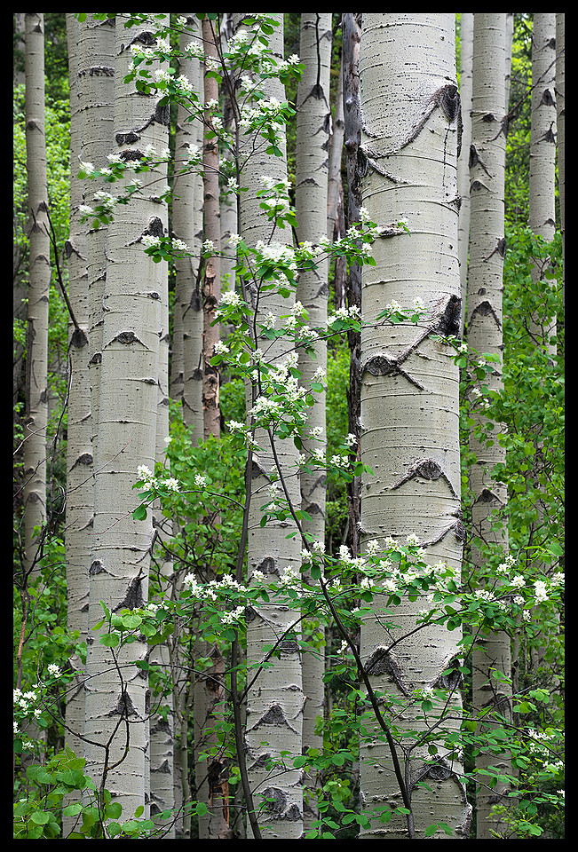 Fresh trees 2