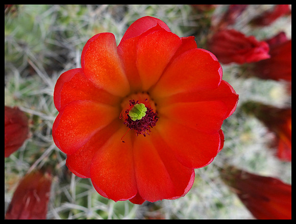 Cactus 6