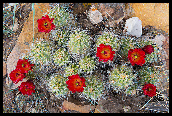 Cactus 1