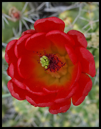 Cactus 4