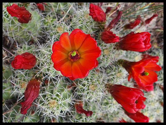 Cactus 5
