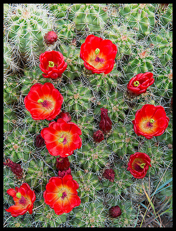 Cactus 2