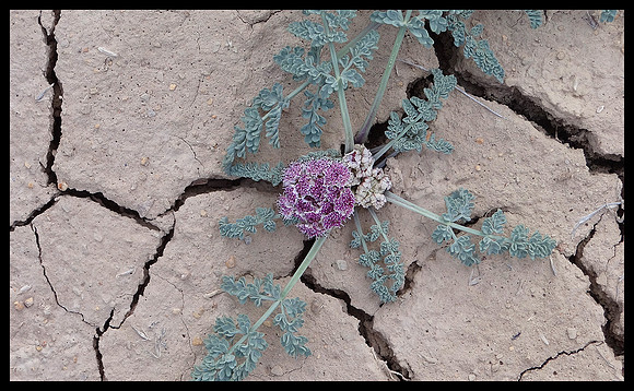 Badlands 5