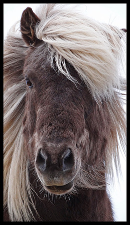 Horse 01
