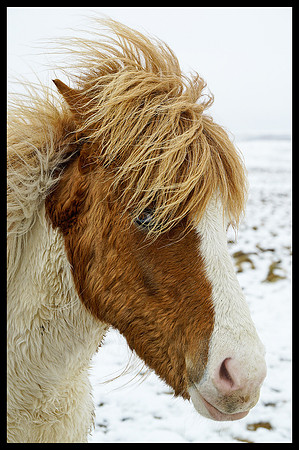 Horse 03