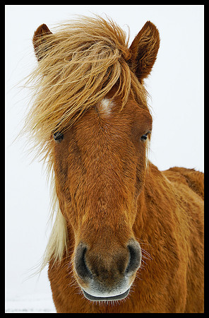 Horse 04
