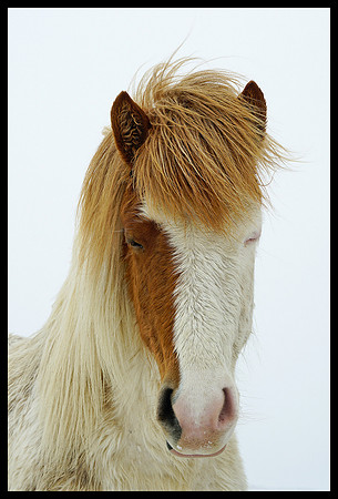 Horse 05