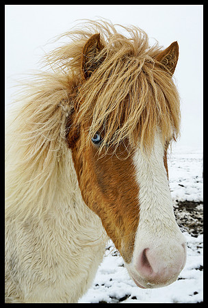 Horse 06