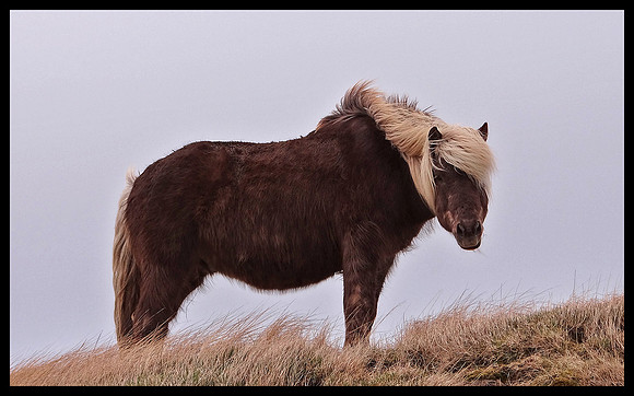 Horse 07
