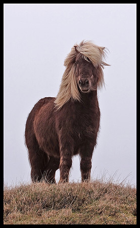 Horse 08