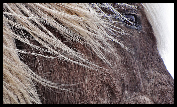 Horse 09