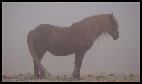 Horse 10