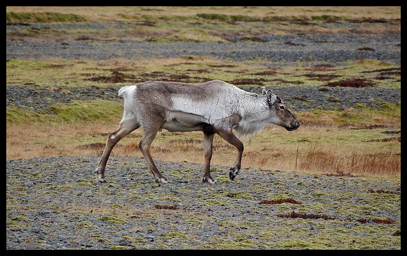 Reindeer