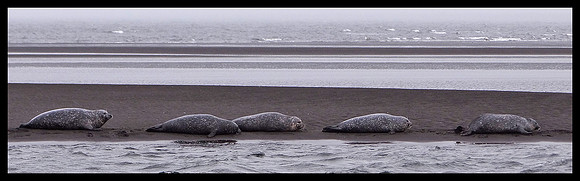 Seals