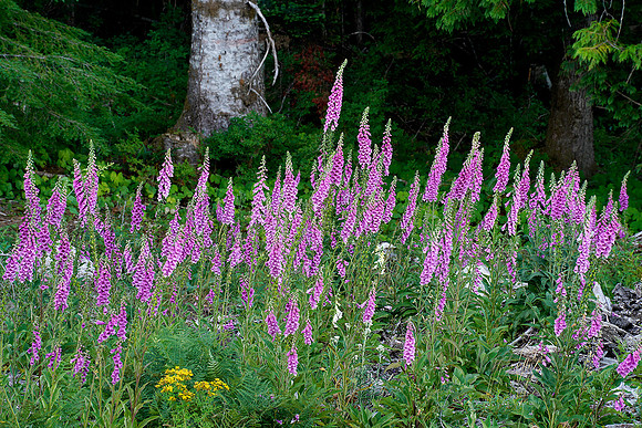 Mount Saint Helens wildflowers