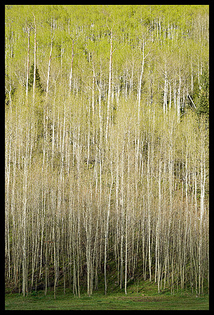 County Road 7,