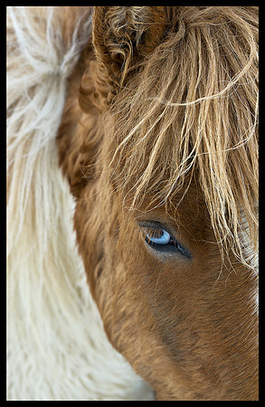 Horse 02, Iceland