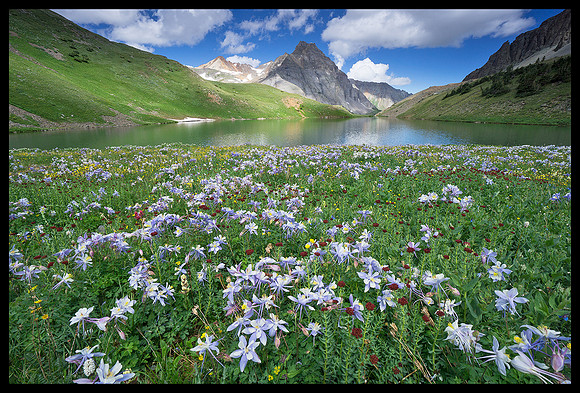 San Juan Mountains Columbine 5, CO