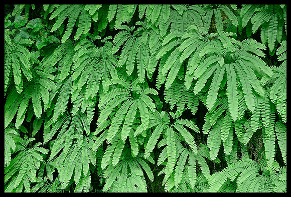 Leaves - Silver Falls State Park