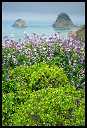 Lupine on Pacific Coast 2