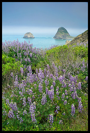 Lupine on Pacific Coast 3